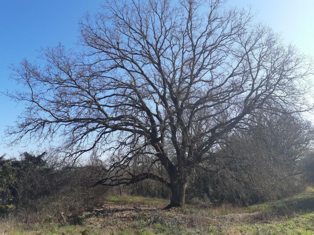 Montecaminetto Sacrofano